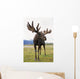Captive Bull Moose Wall Mural