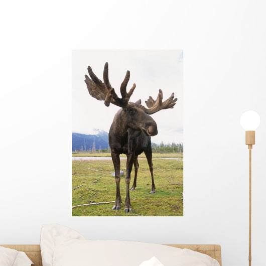 Captive Bull Moose Wall Mural