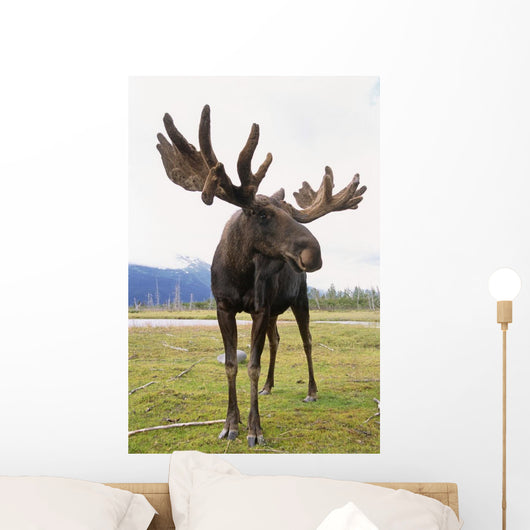 Captive Bull Moose Wall Mural