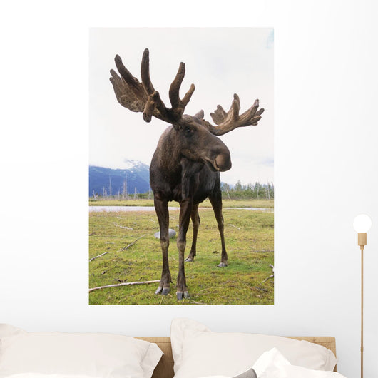 Captive Bull Moose Wall Mural