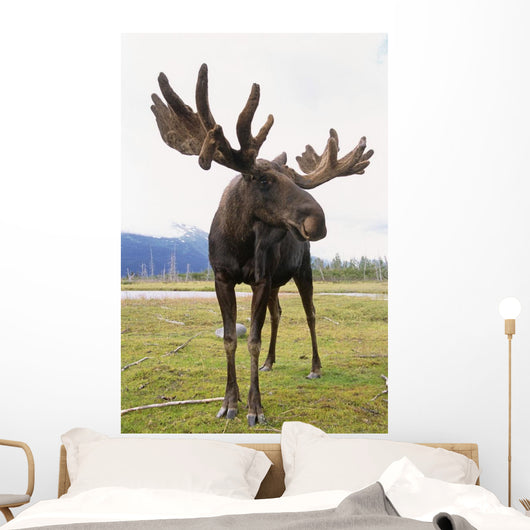 Captive Bull Moose Wall Mural