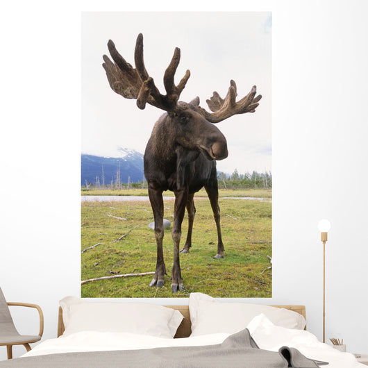 Captive Bull Moose Wall Mural