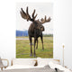 Captive Bull Moose Wall Mural