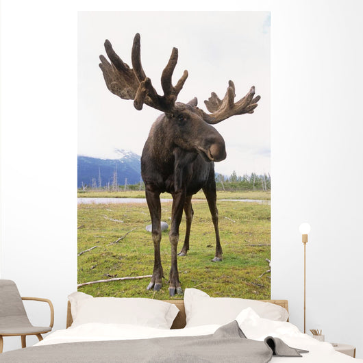 Captive Bull Moose Wall Mural