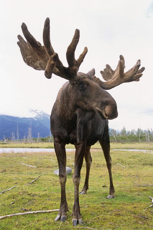 Captive Bull Moose Wall Mural