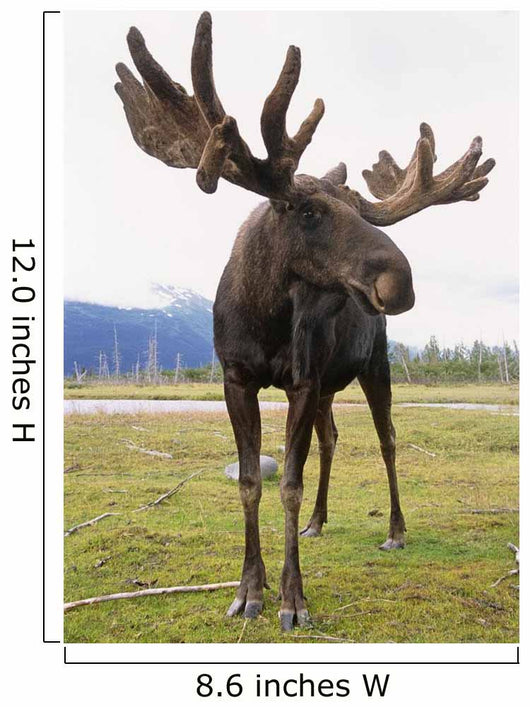 Captive Bull Moose Wall Mural