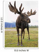 Captive Bull Moose Wall Mural