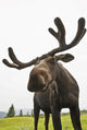 Close Up Of Young Bull Moose Wall Mural