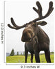 Close Up Of Young Bull Moose Wall Mural