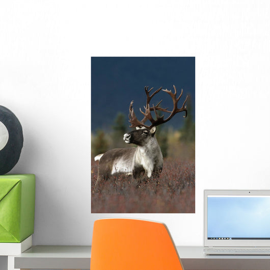 Portrait Of Bull Caribou Denali Np Ak In Autumn Wall Mural