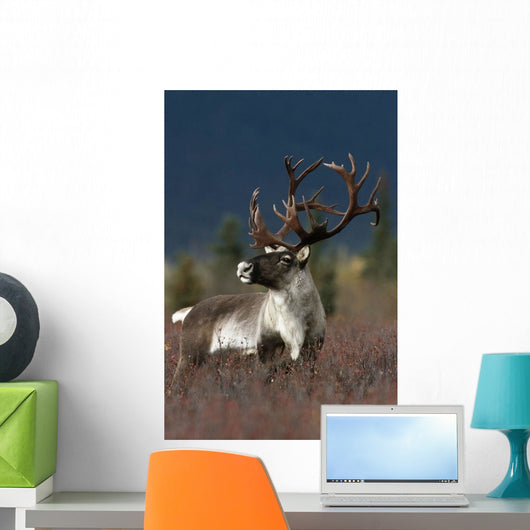 Portrait Of Bull Caribou Denali Np Ak In Autumn Wall Mural
