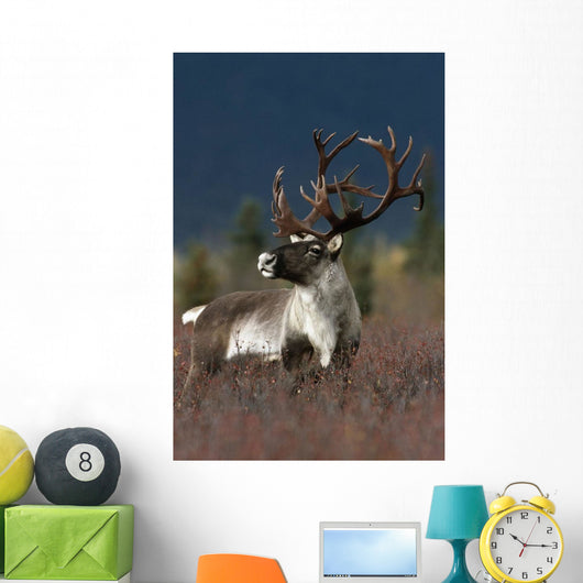 Portrait Of Bull Caribou Denali Np Ak In Autumn Wall Mural
