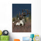 Portrait Of Bull Caribou Denali Np Ak In Autumn Wall Mural