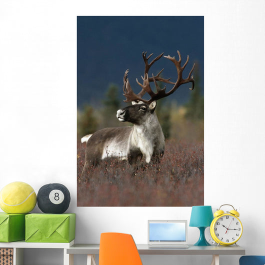 Portrait Of Bull Caribou Denali Np Ak In Autumn Wall Mural