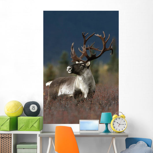 Portrait Of Bull Caribou Denali Np Ak In Autumn Wall Mural