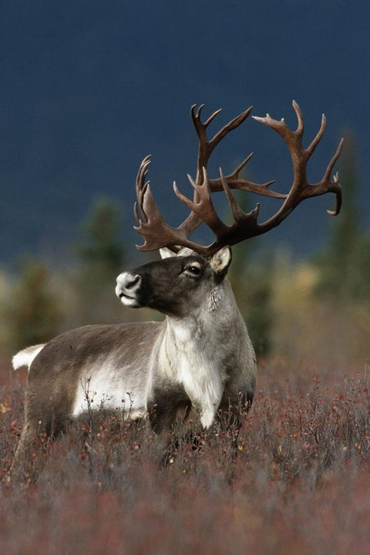Portrait Of Bull Caribou Denali Np Ak In Autumn Wall Mural