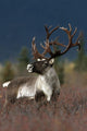 Portrait Of Bull Caribou Denali Np Ak In Autumn Wall Mural