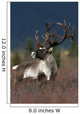 Portrait Of Bull Caribou Denali Np Ak In Autumn Wall Mural