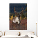 Frontal View Of Large Caribou Bull Wall Mural