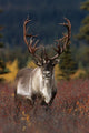 Frontal View Of Large Caribou Bull Wall Mural