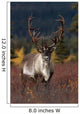 Frontal View Of Large Caribou Bull Wall Mural