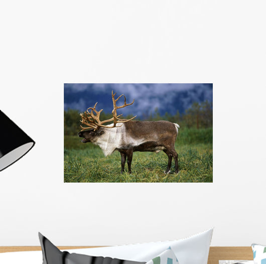 Captive Caribou At Alaska Wildlife Conservation Center Wall Mural