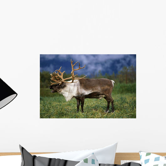Captive Caribou At Alaska Wildlife Conservation Center Wall Mural
