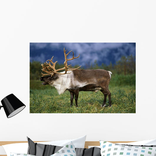 Captive Caribou At Alaska Wildlife Conservation Center Wall Mural