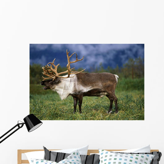 Captive Caribou At Alaska Wildlife Conservation Center Wall Mural