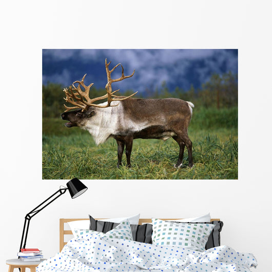 Captive Caribou At Alaska Wildlife Conservation Center Wall Mural