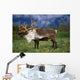 Captive Caribou At Alaska Wildlife Conservation Center Wall Mural