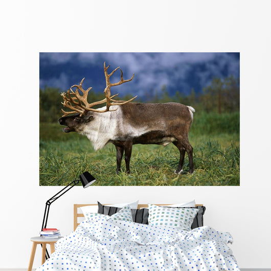Captive Caribou At Alaska Wildlife Conservation Center Wall Mural