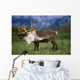 Captive Caribou At Alaska Wildlife Conservation Center Wall Mural