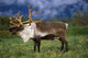 Captive Caribou At Alaska Wildlife Conservation Center Wall Mural