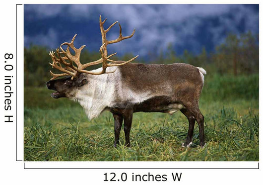 Captive Caribou At Alaska Wildlife Conservation Center Wall Mural