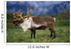 Captive Caribou At Alaska Wildlife Conservation Center Wall Mural