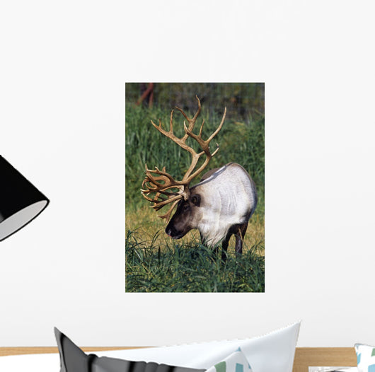 Captive Bull Caribou Standing Wall Mural