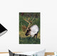 Captive Bull Caribou Standing Wall Mural