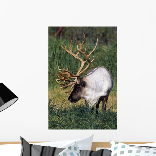 Captive Bull Caribou Standing Wall Mural