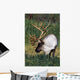 Captive Bull Caribou Standing Wall Mural
