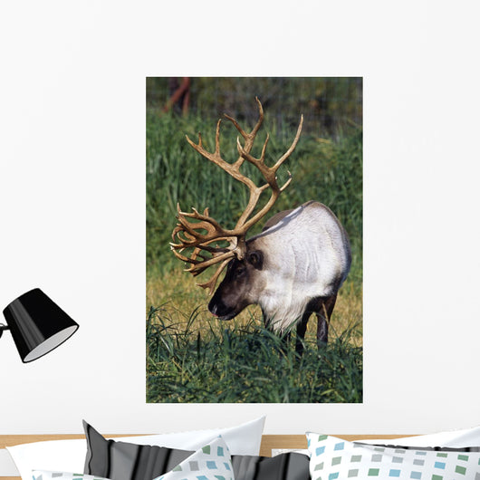 Captive Bull Caribou Standing Wall Mural