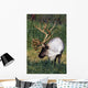Captive Bull Caribou Standing Wall Mural
