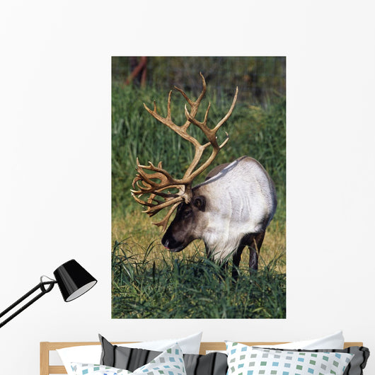 Captive Bull Caribou Standing Wall Mural