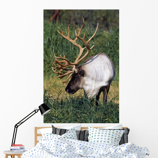 Captive Bull Caribou Standing Wall Mural