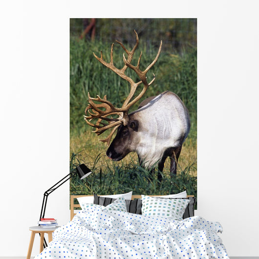 Captive Bull Caribou Standing Wall Mural