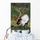 Captive Bull Caribou Standing Wall Mural