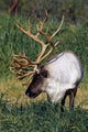 Captive Bull Caribou Standing Wall Mural