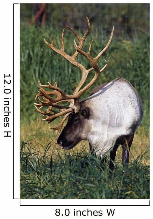 Captive Bull Caribou Standing Wall Mural