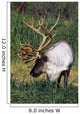 Captive Bull Caribou Standing Wall Mural