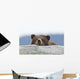 A Brown Bear Cub Rests Its Head On A Log Wall Mural